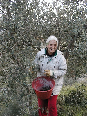 Gun Lundburg Cesarini, Picking Olives